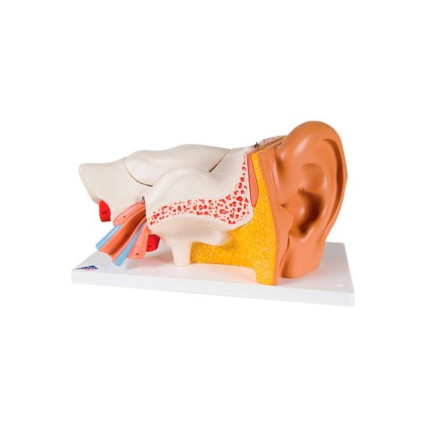 3B Anatomical Model - Classic Ear, 6-Part (3X Size)